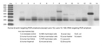 DNA EasyXtract™ Solution product image