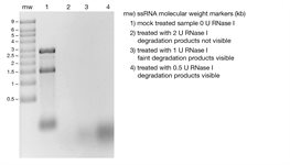 RNase I product image