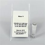 RNase T1 product image