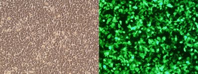 293T/17 Cell Avalanche™ Transfection Reagent product image