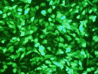 3197-3 Cell Avalanche™ Transfection Reagent product image