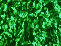 3T3-L1 Cell Avalanche™ Transfection Reagent product image