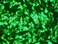 3T3-Swiss albino Cell Avalanche™ Transfection Reagent product image