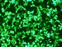 786-O Cell Avalanche™ Transfection Reagent (human kidney adenocarcinoma cell) product image