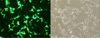 A-375 Cell Avalanche™ Transfection Reagent (human melanoma cell) product image