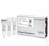 AsPC-1 Cell Avalanche™ Transfection Reagent (human pancreas adenocarcinoma cell) product image