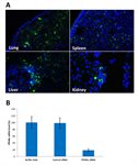 Avalanche-in vivo Transfection Reagent product image