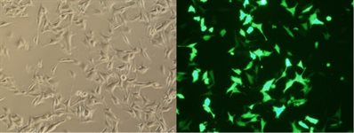 B16-F10 Cell Avalanche™ Transfection Reagent (mouse melanoma cell) product image