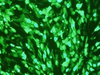 BALB/3T3 clone A31 Avalanche™ Transfection Reagent product image