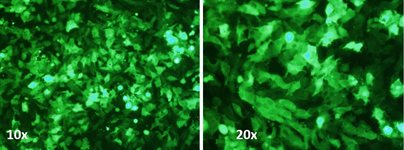 BT-20 Cell Avalanche™ Transfection Reagent (human breast carcinoma cell) product image
