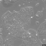 BxPC-3 Cell Avalanche™ Transfection Reagent (human pancreas adenocarcinoma cell) product image