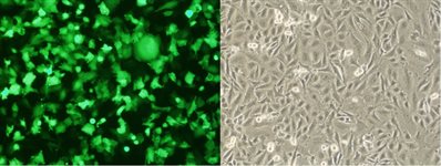 C6 Cell Avalanche™ Transfection Reagent (rat brain glioma cell) product image