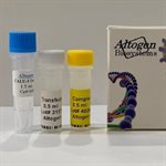 Calu-3 Cell Avalanche™ Transfection Reagent (human lung carcinoma cell) product image