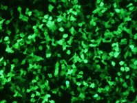 Cementoblast (OCCM-30 cell) Avalanche™ Transfection Reagent product image