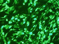 CT26.WT Cell Avalanche™ Transfection Reagent (mouse colon carcinoma cell) product image