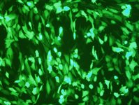 Detroit 551 Cell Avalanche™ Transfection Reagent product image