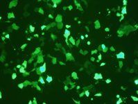 DU 145 Cell Avalanche™ Transfection Reagent (human prostate carcinoma cell) product image