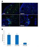 EKVX Cell Avalanche® Transfection Reagent (human lung carcinoma cell) product image