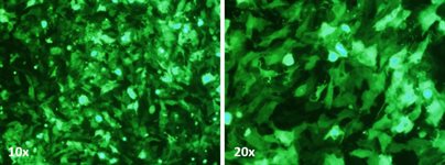 HCC1937 Cell Avalanche™ Transfection Reagent (human breast carcinoma cell) product image