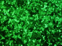 Hela Cell Avalanche™ Transfection Reagent (human cervix adenocarcinoma cell) product image