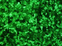 HEp-2 Cell Avalanche™ Transfection Reagent (human cervix adenocarcinoma cell) product image