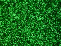 Hepa 1-6 Cell Avalanche™ Transfection Reagent (mouse hepatoma cell) product image