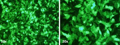 Hs 578T Cell Avalanche® Transfection Reagent (human breast carcinoma cell) product image