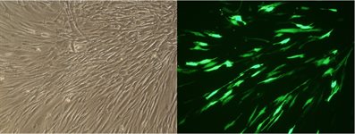 Human Mesenchymal Stem Cell (Human Marrow Stromal Cell) (hMSC) Avalanche™ Transfection Reagent product image