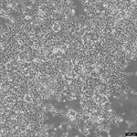 IMR-32 Cell Avalanche™ Transfection Reagent (human neuroblastoma cell) product image