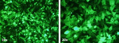 MCF7 Cell Avalanche® Transfection Reagent (human breast carcinoma cell) product image