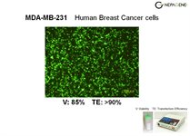 MDA-MB-231 Cell Avalanche™ Transfection Reagent (human breast carcinoma cell) product image