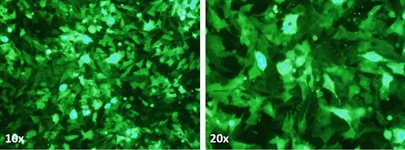 MDA-MB-453 Cell Avalanche™ Transfection Reagent (human breast carcinoma cell) product image