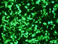 MDCK Cell Avalanche™ Transfection Reagent product image