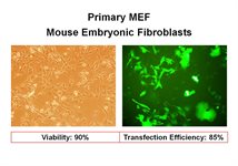 MEF Avalanche® Transfection Reagent (Mouse Embryonic Fibroblast) product image