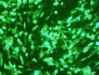 MG-63 Cell Avalanche™ Transfection Reagent (human osteosarcoma cell) product image