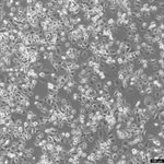 NCI-H23 Cell Avalanche™ Transfection Reagent (human lung carcinoma cell) product image