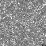 NCI-H358 Cell Avalanche™ Transfection Reagent (human lung carcinoma cell) product image