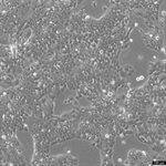 NCI-H441 Cell Avalanche™ Transfection Reagent (human lung carcinoma cell) product image