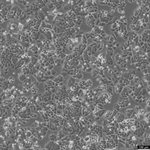 NCI-H460 Cell Avalanche™ Transfection Reagent (human lung carcinoma cell) product image