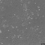 NCI-H522 Cell Avalanche® Transfection Reagent (human lung carcinoma cell) product image