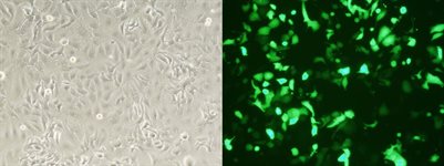 NIH-OVCAR-3 Cell Avalanche® Transfection Reagent (human ovary carcinoma cell) product image