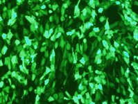 NIH/3T3 Cell Avalanche™ Transfection Reagent product image