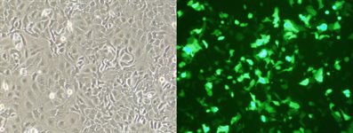 OVCAR8 (NCI/ADR-RES) Cell Avalanche® Transfection Reagent (human ovary carcinoma cell) product image