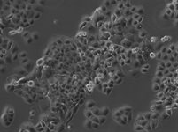 PANC-1 Cell Avalanche™ Transfection Reagent (human pancreas adenocarcinoma cell) product image