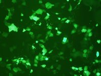 PC-3 Cell Avalanche™ Transfection Reagent (human prostate carcinoma cell) product image