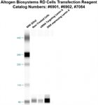 RD Cell Avalanche™ Transfection Reagent (human rhabdomyosarcoma cell) product image