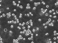 RPMI 8226 Cell Avalanche™ Transfection Reagent (human myeloma cell) product image