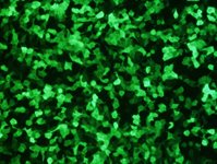 Saos-2 Cell Avalanche™ Transfection Reagent (human osteosarcoma cell) product image