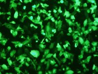 SF268 Cell Avalanche® Transfection Reagent (human glioma and astrocytoma cell) product image