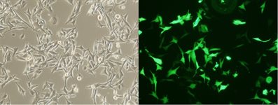 SK-MEL-2 Cell Avalanche® Transfection Reagent (human melanoma cell) product image